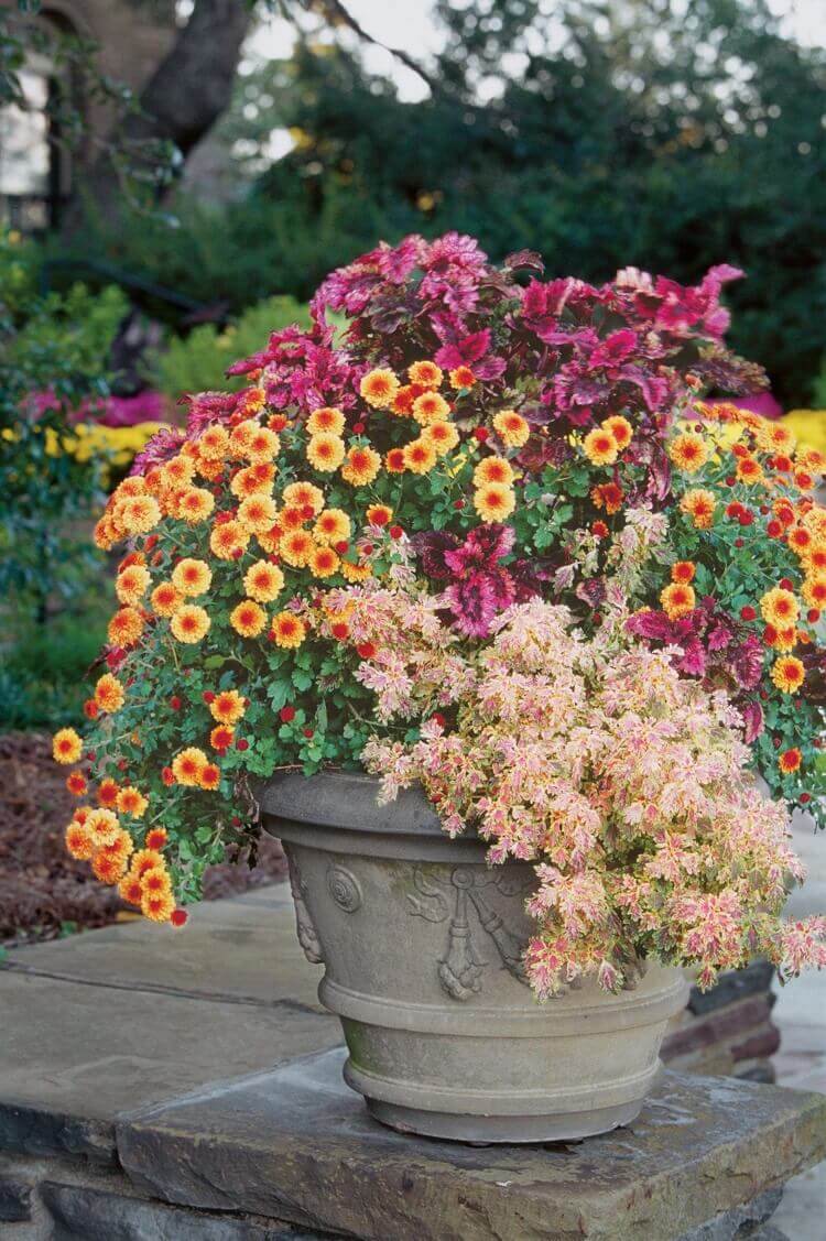 composition automne petits chrysanthèmes orange plantes feuillage ornemental pourpre