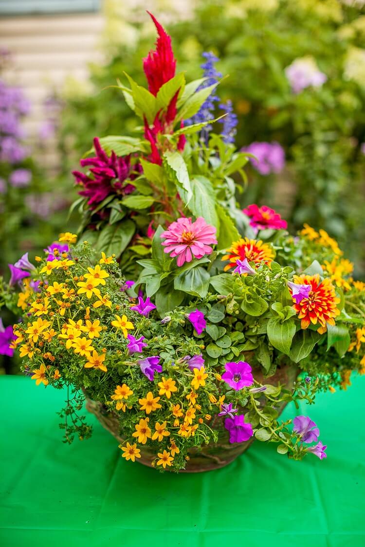 composition fleurs automne couleurs vives zinnias célosies soucis calibrachoa bidens