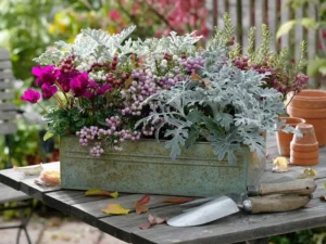 composition jardinière automne cinéraire maritime cyclamen gaulthérie