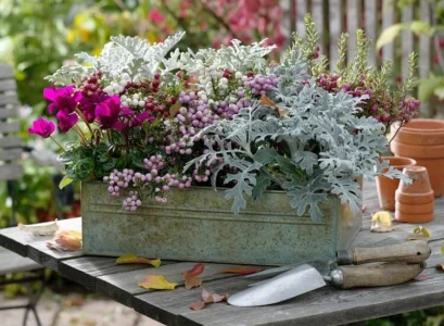 composition jardinière automne cinéraire maritime cyclamen gaulthérie