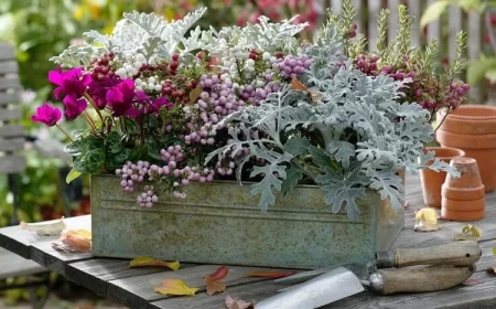 composition jardinière automne cinéraire maritime cyclamen gaulthérie