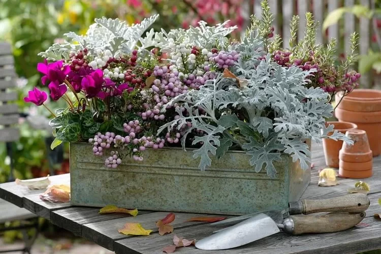composition jardinière automne cinéraire maritime cyclamen gaulthérie