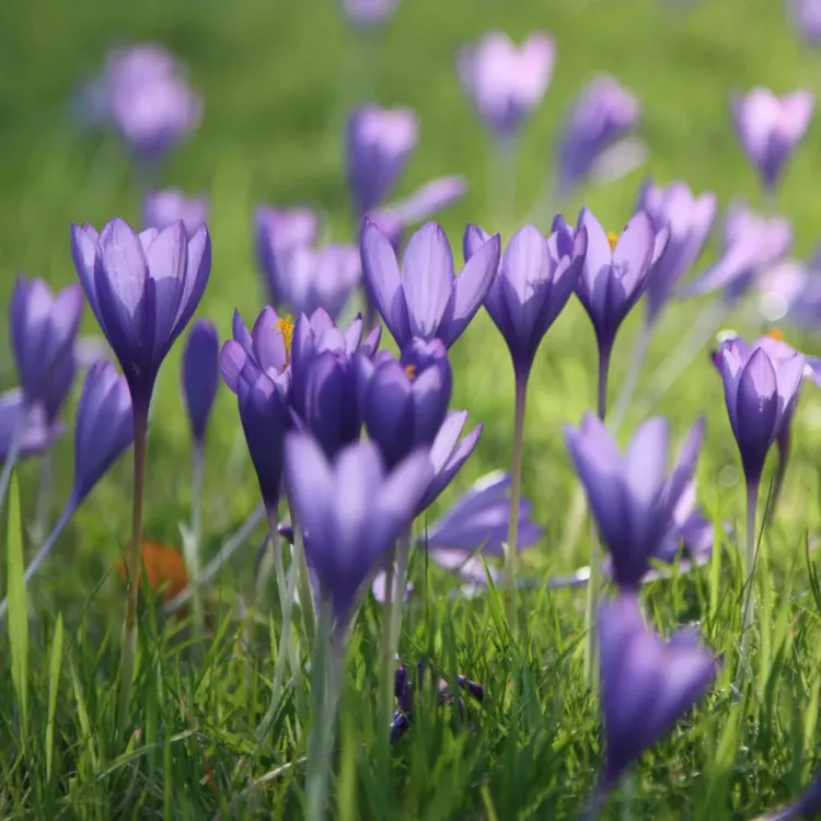 crocus d'automne plantation soins variétés faits curieux