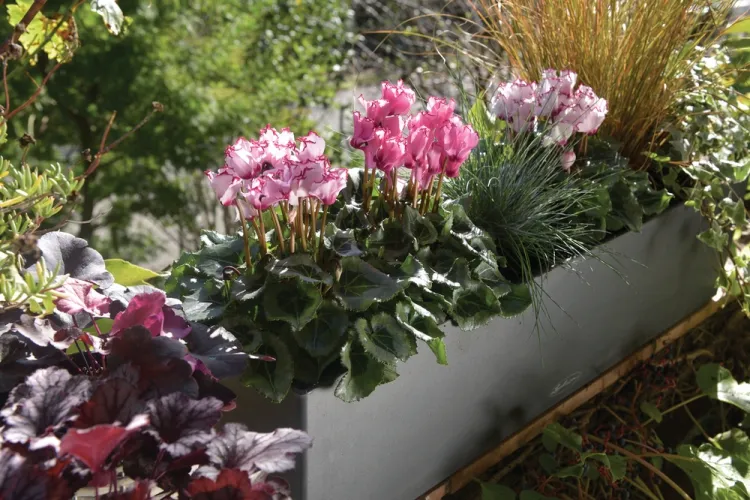 cyclamen vivace extérieur enrichir collection plantes