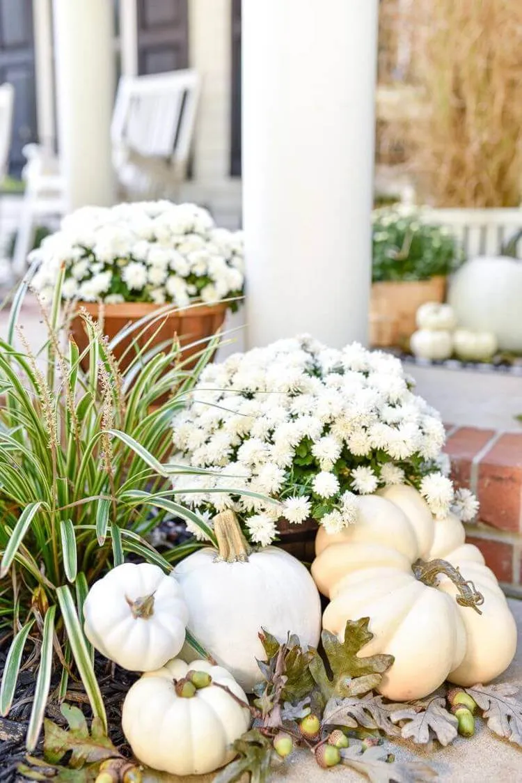 décoration automne extérieure monochrome citrouilles blanches et chrysanthèmes blancs