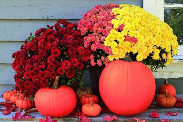 décoration automne porche avec compositions de chrysanthèmes rouges et jaunes et citrouilles repeintes en rouge vif