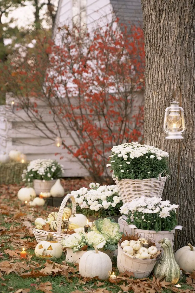 decoration jardin halloween deco halloween exterieur diy mini citrouilles décoratives chrystanthèmes bougies LED decor blanc