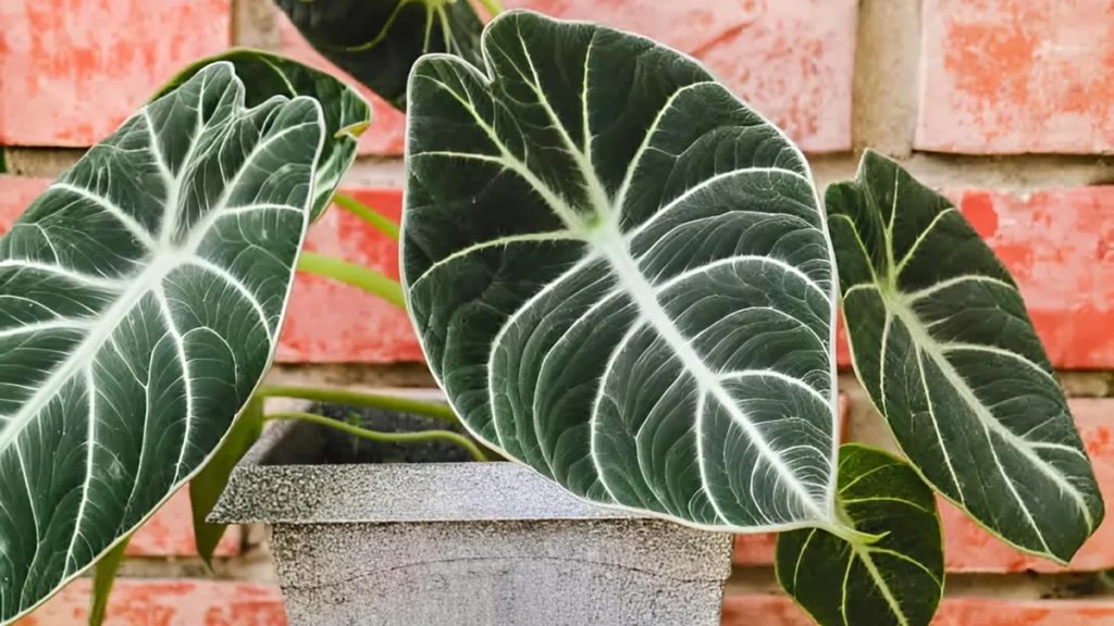 entretien Alocasia extérieur