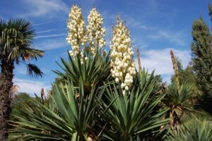 entretien du yucca d’extérieur meilleur emplacement jardin