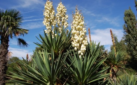 entretien du yucca d’extérieur meilleur emplacement jardin