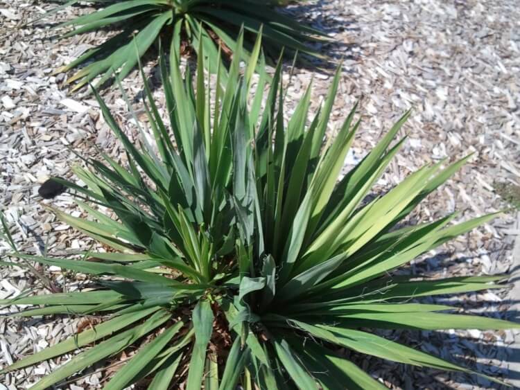 entretien yucca extérieur fleurs sèches quelle quantité eau