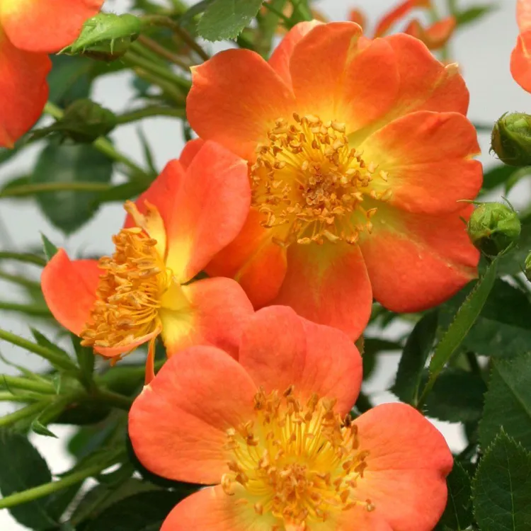 espèces roses arbuste fleur orange jardin rose conseils plantation