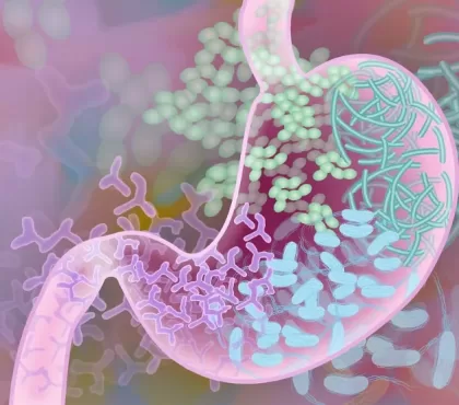 étude microbiome intestinal bonnes bactéries aider perte poids