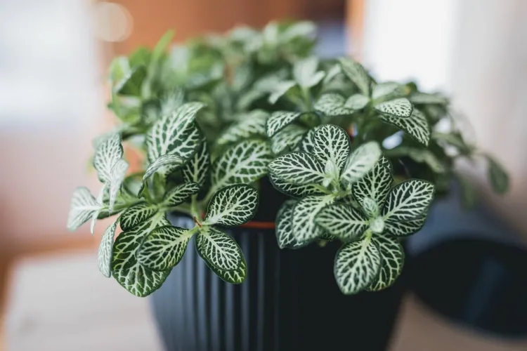 fittonia conseil entretien garder plante suffisamment humide