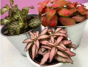 fittonia entretien cultiver pot feuilles vert foncé veinées