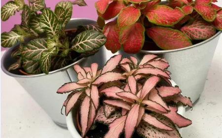 fittonia entretien cultiver pot feuilles vert foncé veinées