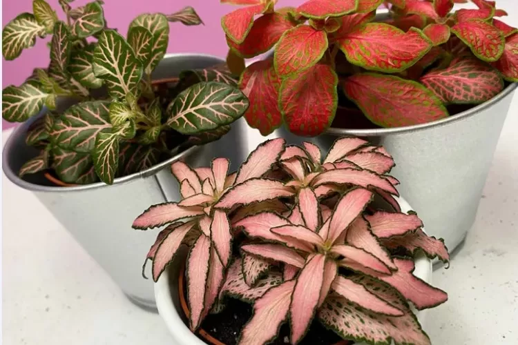 fittonia entretien cultiver pot feuilles vert foncé veinées