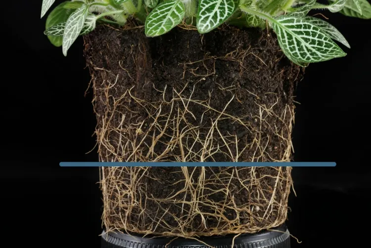 fittonia entretien en pot propager boutures extrémités feuilles
