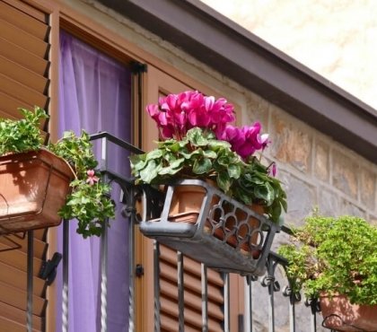 fleurs balcon automne hiver cyclamens