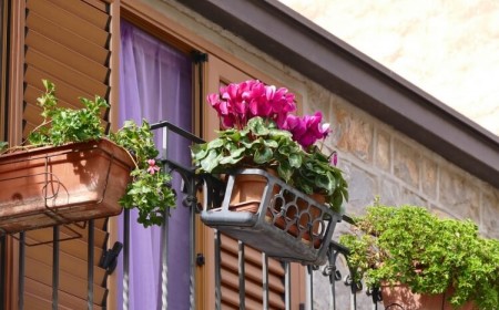fleurs balcon automne hiver cyclamens