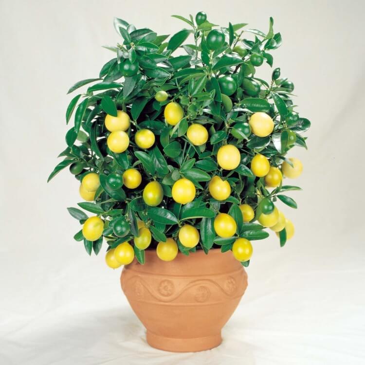 grande plante exotique d’intérieur variétés citronniers racines greffées