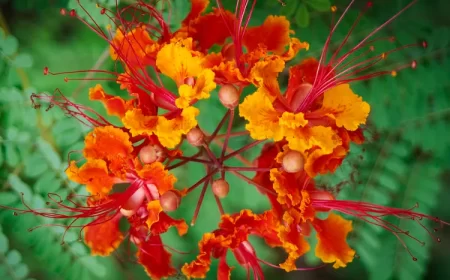 gros plan fleur orange et rouge arbuste Fleur de paon Flamboyant Orgueil de Chine