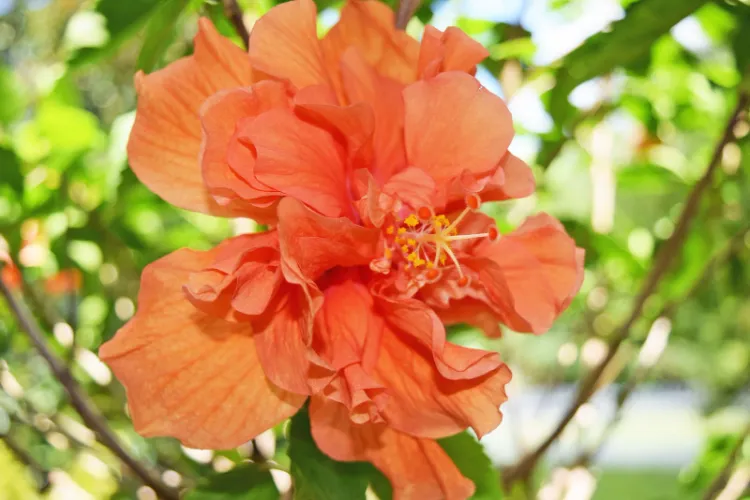 hibiscus rosa-sinensis rose de Chine ou ketmie arbuste fleur orange en pot