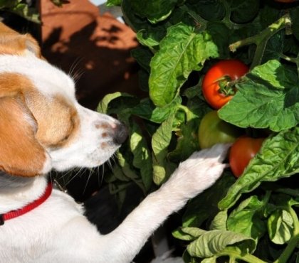 intoxication plantes chat comment agir ingestion être averti