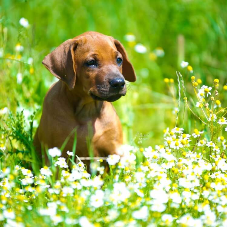 intoxication plantes chien signes courants vomissements diarrhée