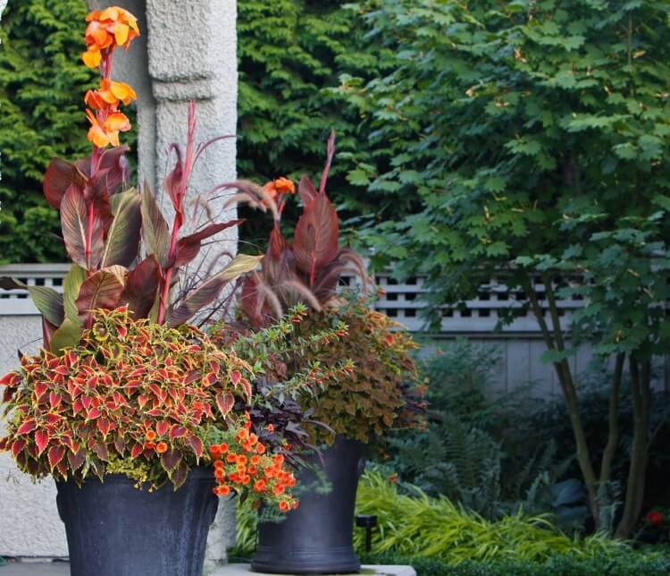 jardinière automnecalibrachoa orange herbe fontaine lys canna