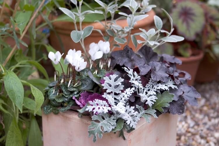 jardinière automne hiver monochrome moderne heuchere cinéraire chou ornement cyclamen blanc brachyglotte