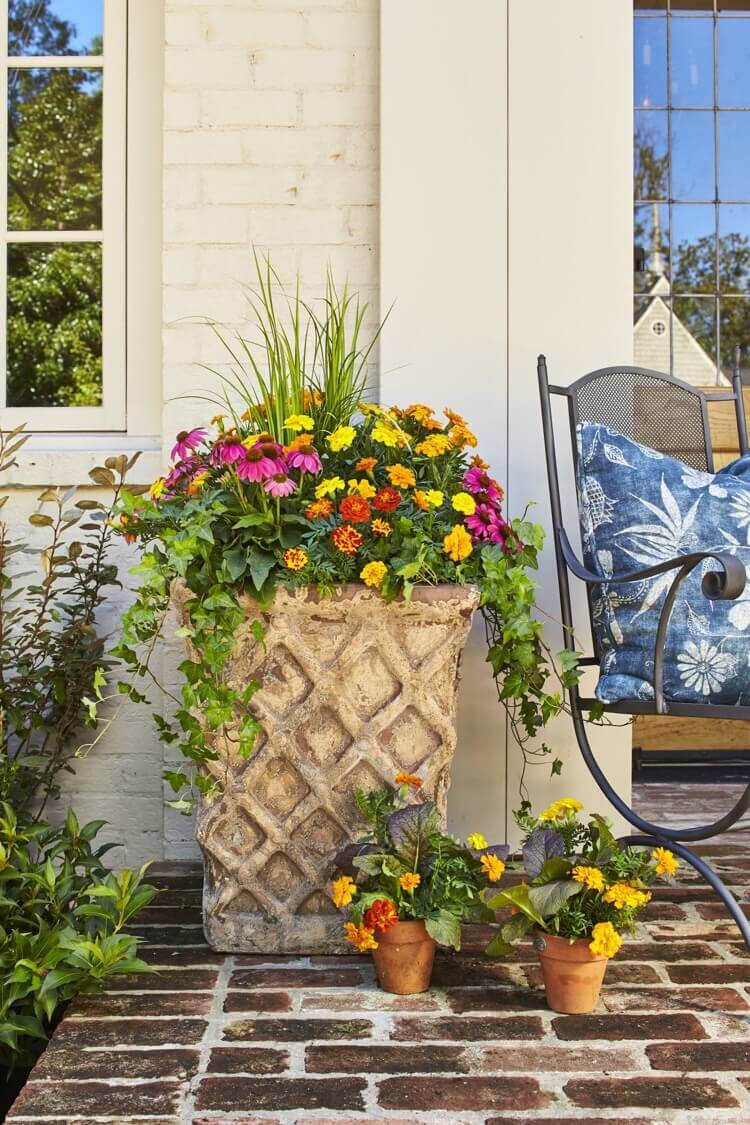 jardinière automne soucis jaunes orange fleurs échinacée lierre