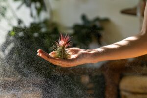 la plante tillandsia entretien et arrosage