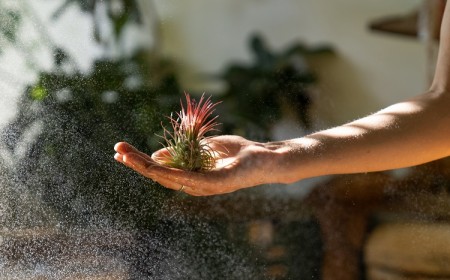 la plante tillandsia entretien et arrosage
