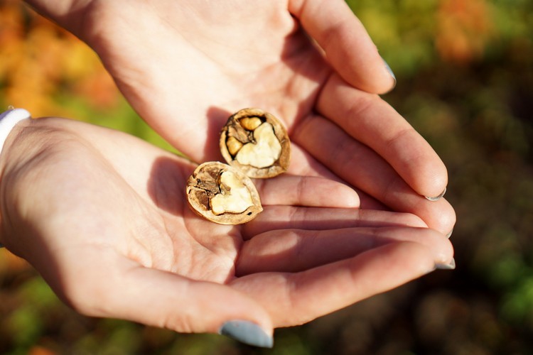 manger des noix chaque semaine allonger espérance de vie nouvelle étude risque réduit maladie cardiaque