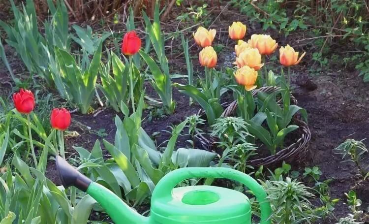 où planter les tulipes dans le jardin arroser stimuler croissance début