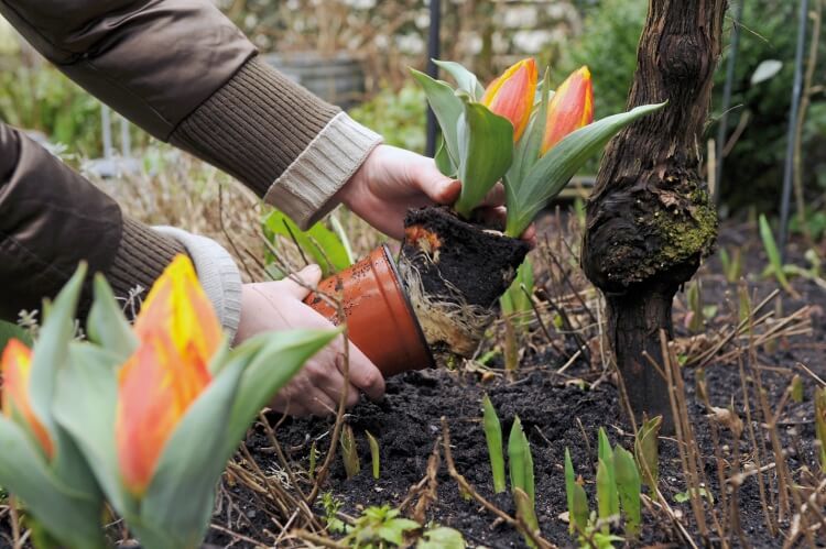 où planter les tulipes dans le jardin comment dissuader ravageurs