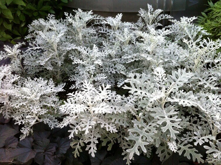 plante arbustive cinéraria feuillage ornemental gris argenté