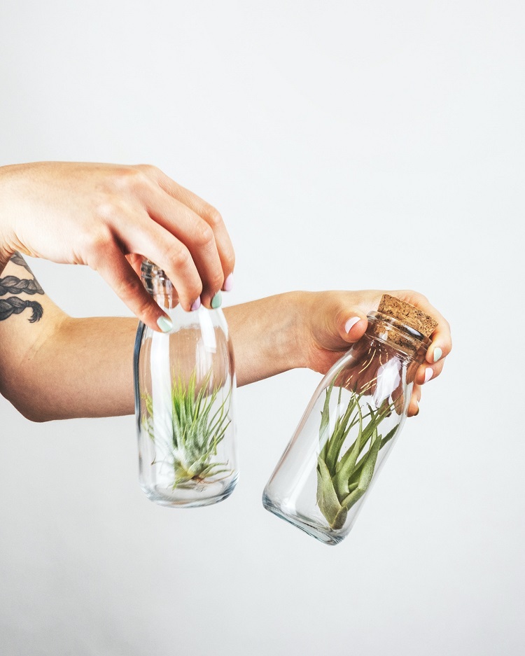 plante aérienne tillandsia en bouteilles en verre