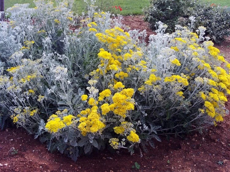 plante cinéraire maritime feuillage gris argenté fleurs jaunes Senecio cineraria