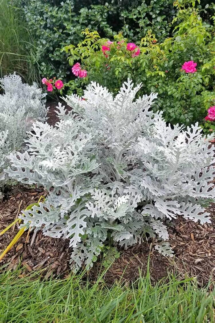 plante cinéraire maritime feuillage gris argenté ornemental