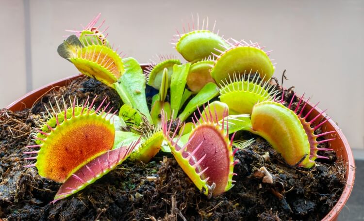 plante exotique intérieur carnivores pièges anti moucherons focusser