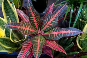 plante exotique intérieur faire choix personnel fonctions esthétiques