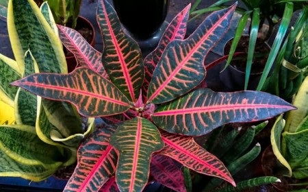 plante exotique intérieur faire choix personnel fonctions esthétiques