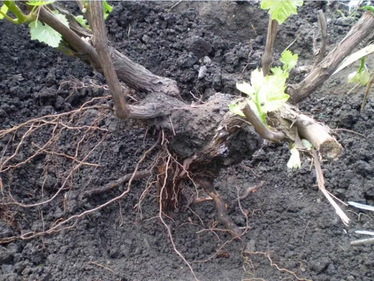 planter un pied de vigne comment préparer vigne plantation