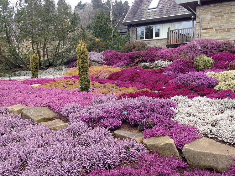 plantes couvre-sol en rose et violet