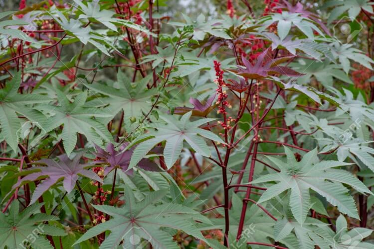 plantes vertes intoxication ricin chrysanthème jonquilles cyclamen