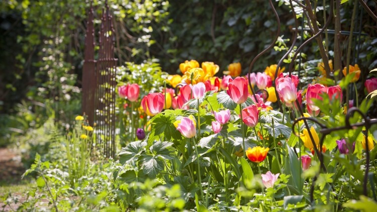 quand planter les bulbes des tulipes creuser trous profonds trois fois hauteur bulbes