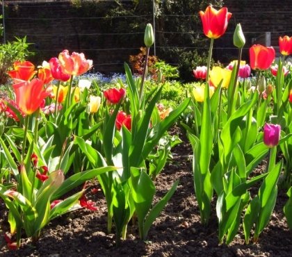 quand planter les tulipes en pleine terre commencer émerger sol début printemps