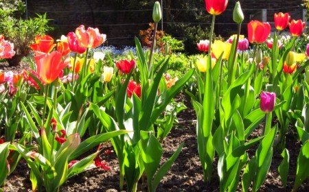 quand planter les tulipes en pleine terre commencer émerger sol début printemps
